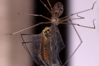 Le Pholque phalangide (Araneae - Pholcidae - Pholcus phalangioides)